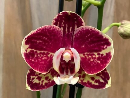 Phalaenopsis Large Black Ball 2 Spikes (4.5" pot)