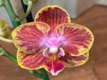 Phalaenopsis Rare Sunhope Raraavis 2 Spikes (3.5" pot) - Image 3