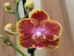 Phalaenopsis Rare Sunhope Raraavis 2 Spikes (3.5" pot) - Image 4