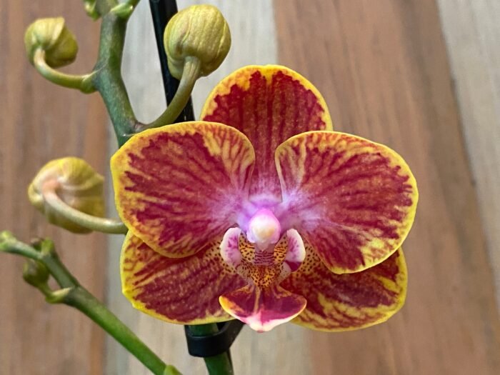 Phalaenopsis Rare Sunhope Raraavis 2 Spikes (3.5" pot) - Image 4