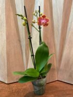 Phalaenopsis Rare Sunhope Raraavis 2 Spikes (3.5" pot) - Image 5