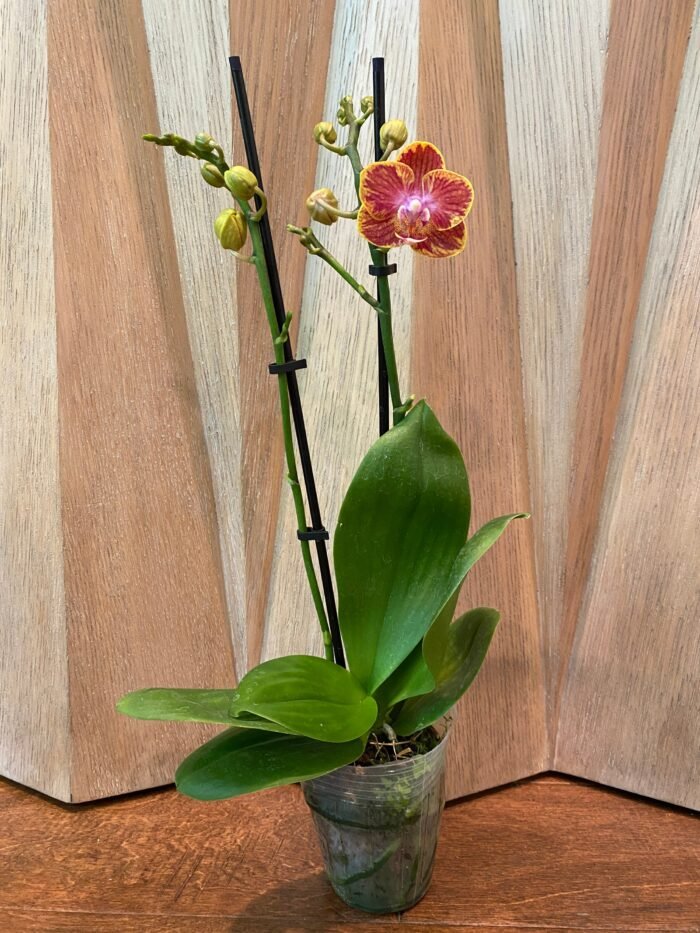 Phalaenopsis Rare Sunhope Raraavis 2 Spikes (3.5" pot) - Image 5
