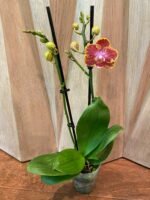 Phalaenopsis Rare Sunhope Raraavis 2 Spikes (3.5" pot) - Image 6