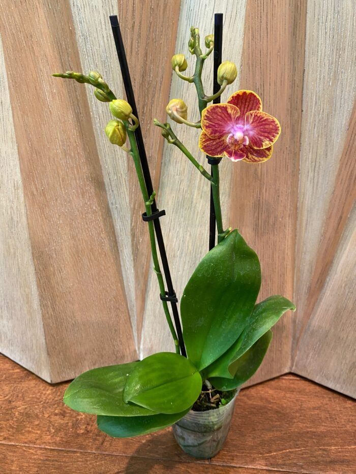 Phalaenopsis Rare Sunhope Raraavis 2 Spikes (3.5" pot) - Image 6