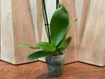 Phalaenopsis Rare Sunhope Raraavis 2 Spikes (3.5" pot) - Image 7