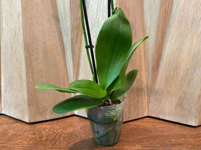 Phalaenopsis Rare Sunhope Raraavis 2 Spikes (3.5" pot) - Image 7