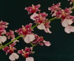 Oncidium Ruth’s Rainbow ’Over the Rainbow’ (3.5” Pot)