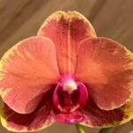 Rare Double Spikes Phalaenopsis Large Surf Song 'Splash' (4.5" pot)