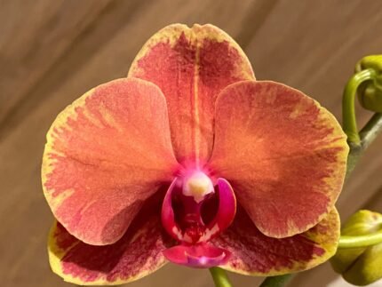 RARE COLOR Phalaenopsis Large Surf Song 2 Spikes (4.5" pot)