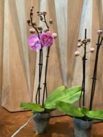 Phalaenopsis Yu Pin Fireworks (Dtps World Class 'Bigfoot' x Dtps Sogo Dove) 2 Spikes (3.5" pot) - Image 6