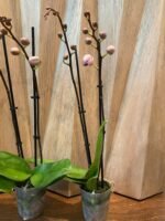 Phalaenopsis Yu Pin Fireworks (Dtps World Class 'Bigfoot' x Dtps Sogo Dove) 2 Spikes (3.5" pot) - Image 7