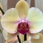 Phalaenopsis Large I-Hsin Blonde Beauty (yellow with purple lip) 2 spikes (4.5" pot)