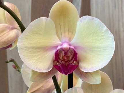 Phalaenopsis Large I-Hsin Blonde Beauty (yellow with purple lip) 2 spikes (4.5" pot)