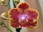Phalaenopsis Rare Sunhope Raraavis 2 Spikes (3.5" pot) - Image 2