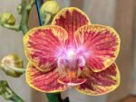 Phalaenopsis Rare Sunhope Raraavis 2 Spikes (3.5" pot)