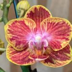 Phalaenopsis Rare Sunhope Raraavis 2 Spikes (3.5" pot)