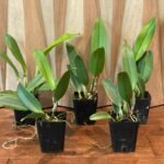 Rlc. Anna (Large Plants, 3.5" Pot)