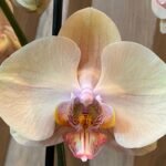 Phalaenopsis Large Jiuhbao Venus 2 Spikes (4.5" pot)