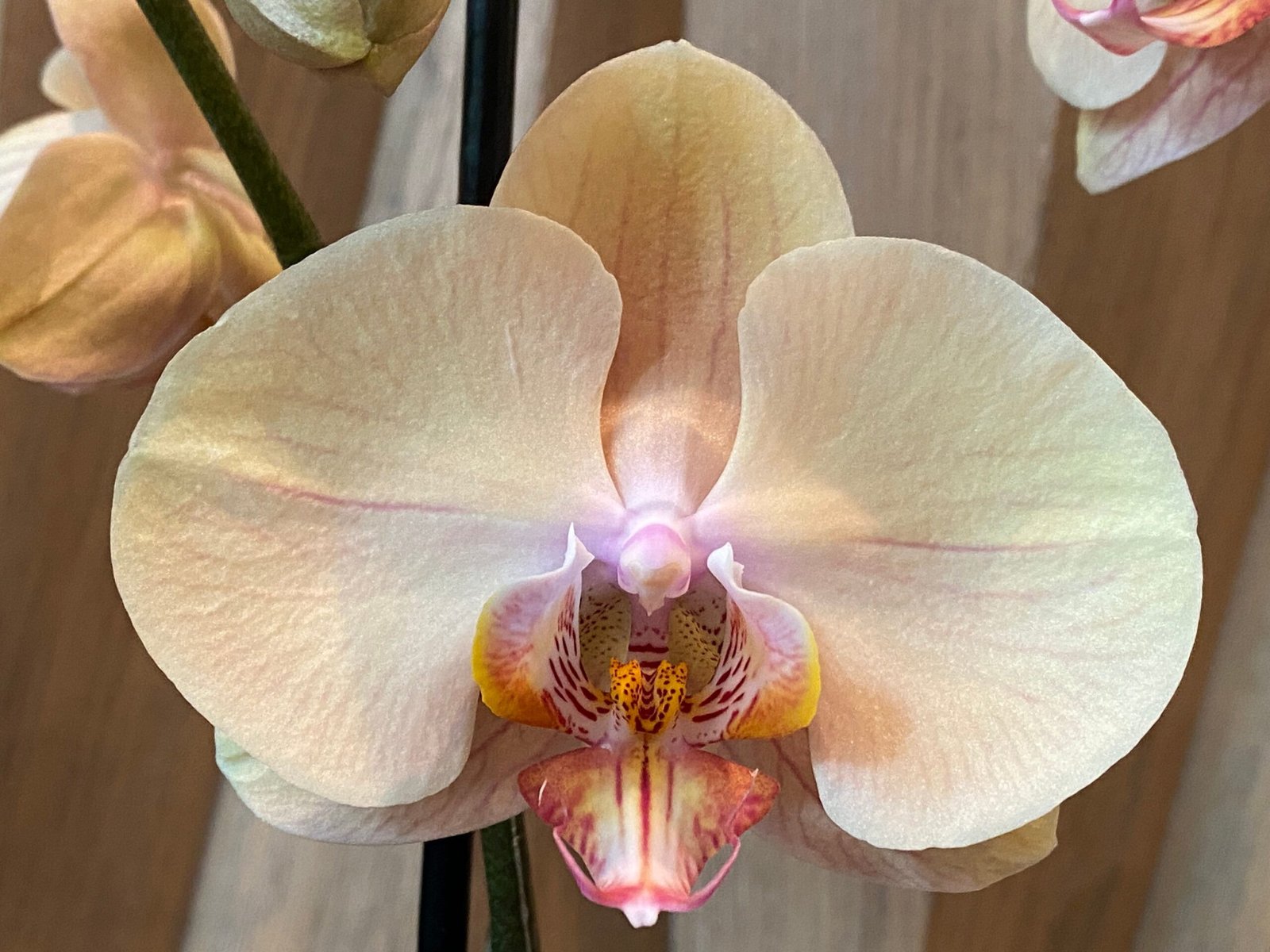 il_fullxfull.3939985018_5oqb.jpg Phalaenopsis Large Jiuhbao Venus 2 Spikes (4.5" pot) - Image 1