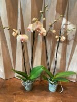 Phalaenopsis Large Jiuhbao Venus 2 Spikes (4.5" pot) - Image 6