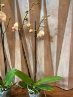 Phalaenopsis Large Jiuhbao Venus 2 Spikes (4.5" pot) - Image 7