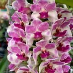 Rhynchostylis gigantea x sib ‘Pink Spots’ (3.5” pot)