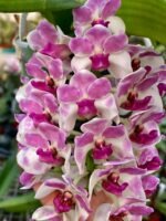 Rhynchostylis gigantea x sib ‘Pink Spots’ (3.5” pot)