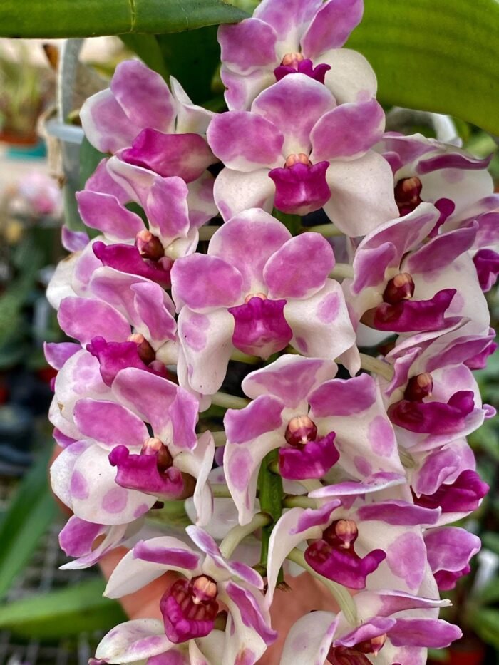 Rhynchostylis gigantea x sib ‘Pink Spots’ (3.5” pot) - Image 1