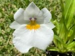 Miltoniopsis Sun Glow ‘Amazing’ (3.5" Pot)