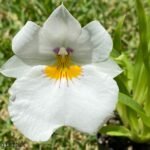 Miltoniopsis Sun Glow ‘Amazing’ (3.5" Pot)