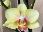 Phalaenopsis Banana Cutie 2 Spikes (3.5" pot) - Image 3