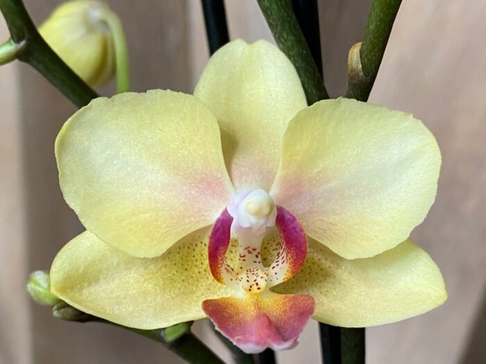 Phalaenopsis Banana Cutie 2 Spikes (3.5" pot) - Image 3