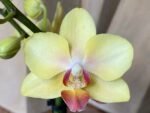 Phalaenopsis Banana Cutie 2 Spikes (3.5" pot) - Image 2