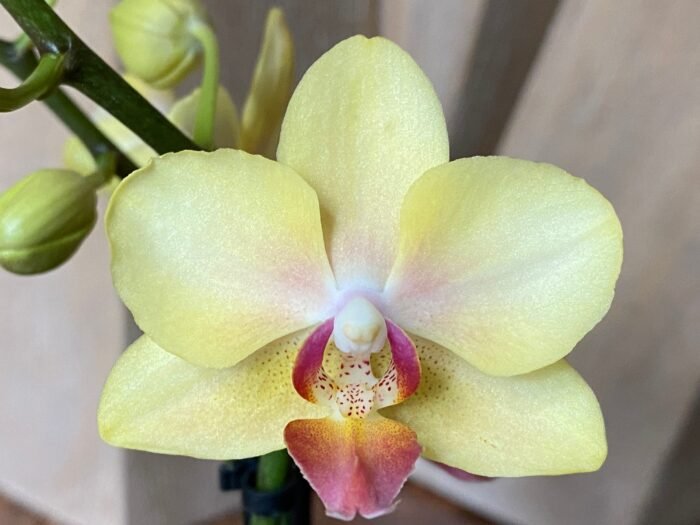 Phalaenopsis Banana Cutie 2 Spikes (3.5" pot) - Image 2