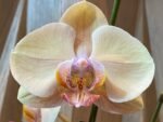 Phalaenopsis Large Jiuhbao Venus 2 Spikes (4.5" pot) - Image 2