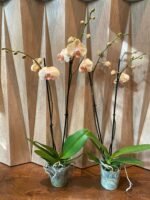 Phalaenopsis Large Jiuhbao Venus 2 Spikes (4.5" pot) - Image 5