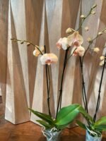 Phalaenopsis Large Jiuhbao Venus 2 Spikes (4.5" pot) - Image 8