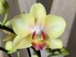 Phalaenopsis Banana Cutie 2 Spikes (3.5" pot)