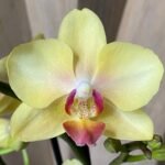 Double Spikes Phalaenopsis Banana Cutie (3.5" pot)