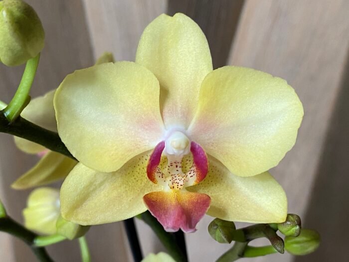 Phalaenopsis Banana Cutie 2 Spikes (3.5" pot) - Image 1
