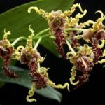 Dendrobium spectabile x sib (3.5" pot)