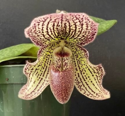 Blooming Size - Paphiopedilum Iona (2” pot)