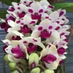 Double Plants Rhynchostylis gigantea 'Cartoon' x sib (3.5”, square pot)