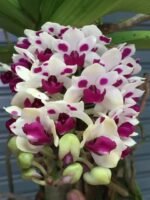 Rhynchostylis gigantea 'Cartoon' (3.5” round pot)