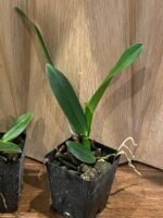 Rlc. Jennifer Off ‘Joan’ HCC/ AOS (3.5” pot) - Image 4