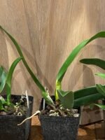 Rlc. Jennifer Off ‘Joan’ HCC/ AOS (3.5” pot) - Image 6