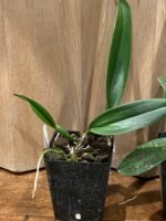 Rlc. Jennifer Off ‘Joan’ HCC/ AOS (3.5” pot) - Image 8