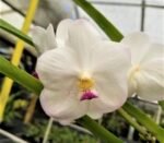 Vanda Muang Thong ‘NN’ Blooming Size (3.5” Pot)