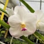 Vanda Muang Thong ‘NN’ Blooming Size (3.5” Pot)