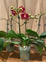 Phalaenopsis Taida Salu 2 Spikes (4.5" pot) - Image 9